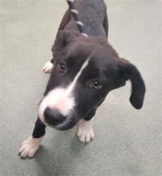 Shelter Stray Male Dog last seen NM 502 ENTRADA EL RANCHO SANTA FE NM 87506, 100 Caja Del Rio Rd, Santa Fe, NM 87507, USA