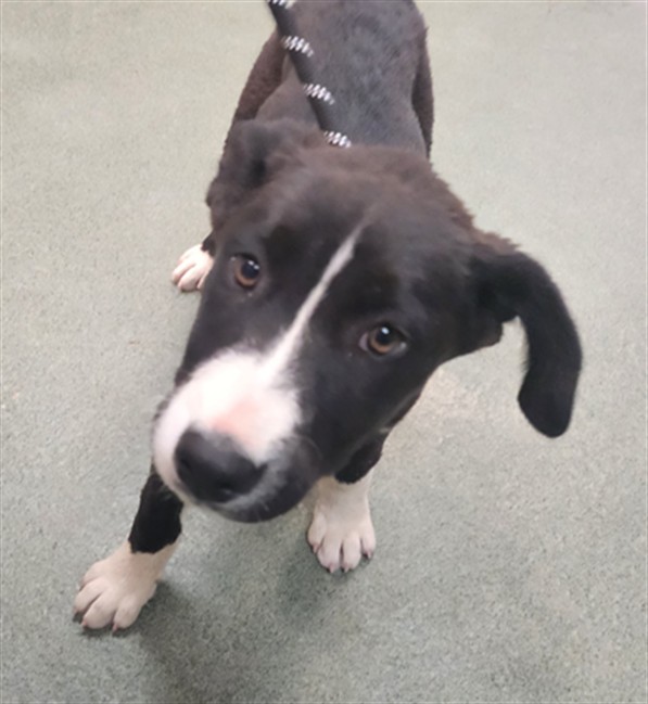Shelter Stray Male Dog last seen NM 502 ENTRADA EL RANCHO SANTA FE NM 87506, 100 Caja Del Rio Rd, Santa Fe, NM 87507, USA