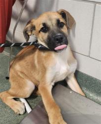 Shelter Stray Male Dog last seen Near BLOCK ZEPOL RD SANTA FE SANTA FE COUNTY NM 87507, 100 Caja Del Rio Rd, Santa Fe, NM 87507, USA