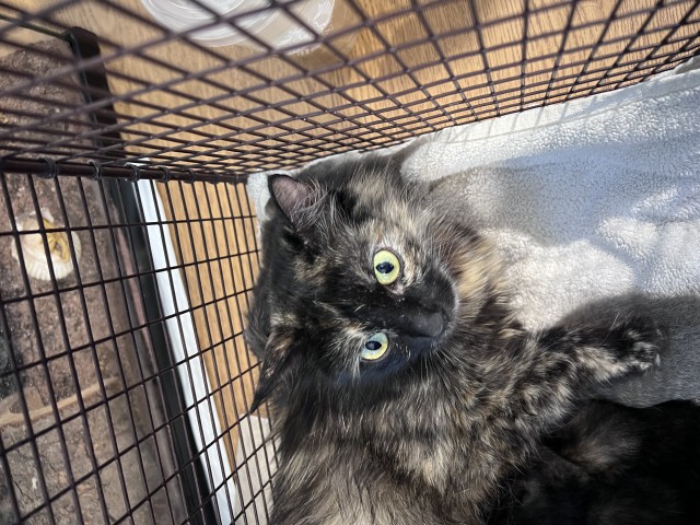 Shelter Stray Female Cat last seen Near BLOCK E H, 333 Chandler Pl, San Bernardino, CA 92408, USA