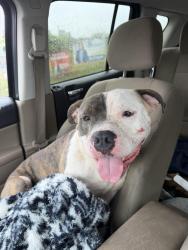 Found/Stray Male Dog last seen Suitland community park, Suitland-Silver Hill, MD 20747