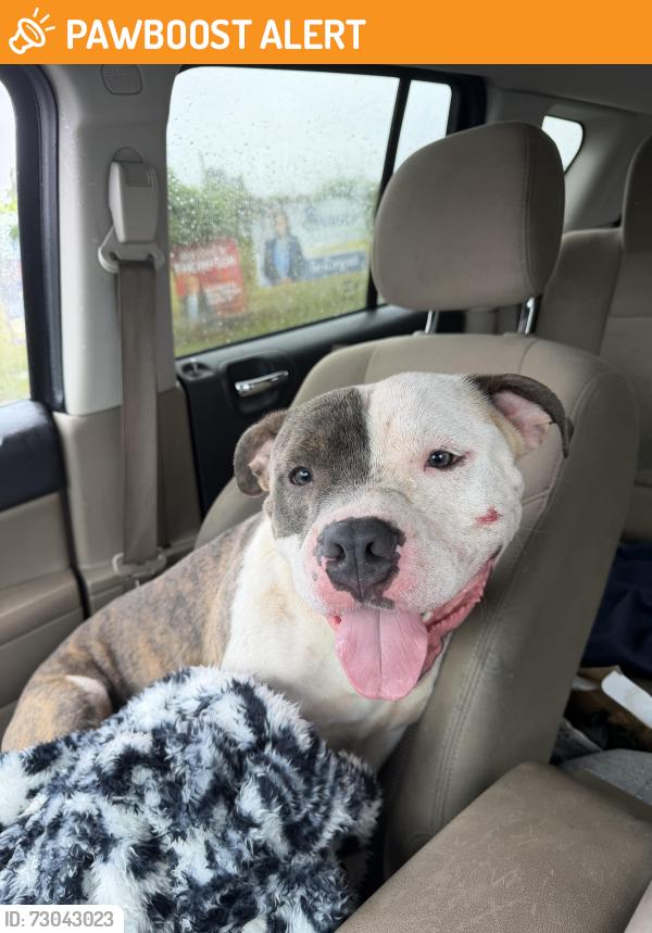Found/Stray Male Dog last seen Suitland community park, Suitland-Silver Hill, MD 20747