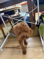 Found/Stray Male Dog last seen Cottage Grove, Chicago, IL 60653