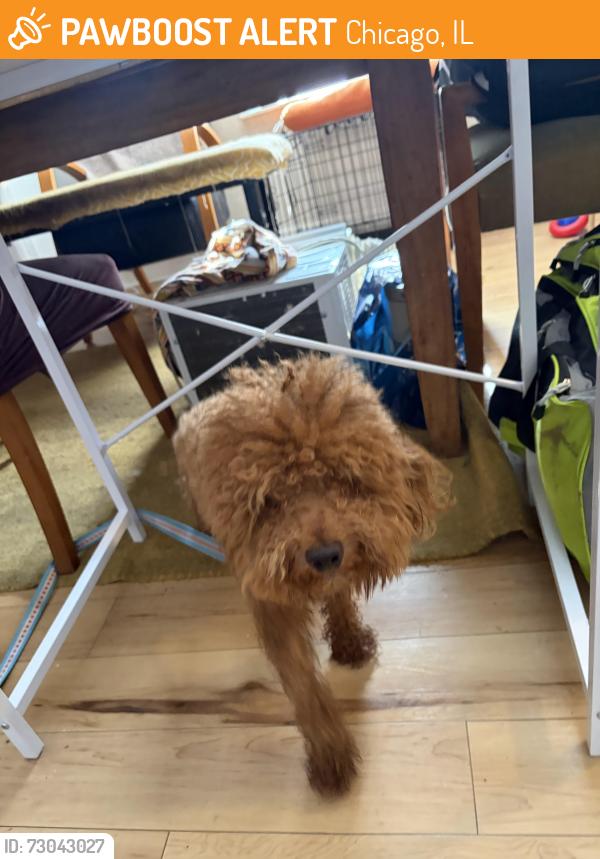 Found/Stray Male Dog last seen Cottage Grove, Chicago, IL 60653