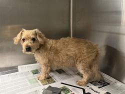 Shelter Stray Male Dog last seen , 14409 Vanowen St, Van Nuys, CA 91405, USA