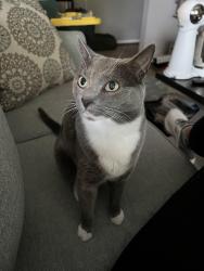Lost Male Cat last seen Near n Pickett st Alexandria Va 22304, Alexandria, VA 22304
