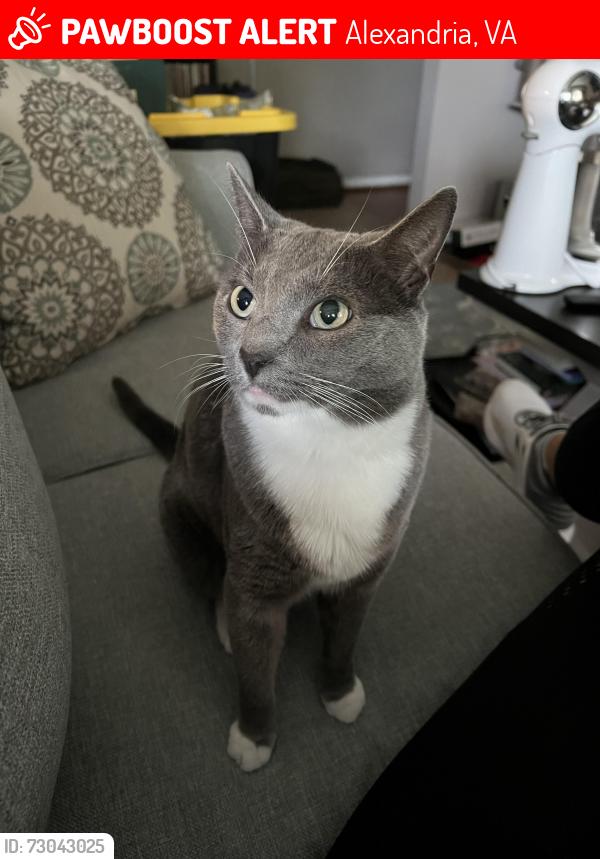 Lost Male Cat last seen Near n Pickett st Alexandria Va 22304, Alexandria, VA 22304