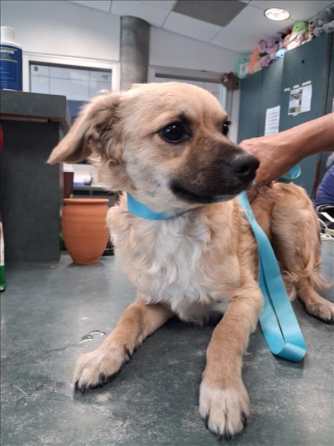 Shelter Stray Male Dog last seen , West Valley Animal Shelter, 20655 Plummer St, Chatsworth, CA 91311, USA