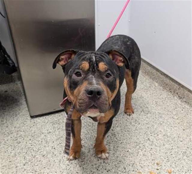 Shelter Stray Male Dog last seen Near BLOCK STOUT DETROIT, MI 48228, 7401 Chrysler Dr, Detroit, MI 48211, USA