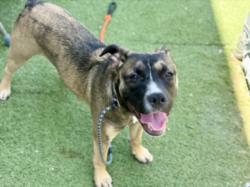 Shelter Stray Female Dog last seen , 11361 W Pico Blvd, Los Angeles, CA 90064, USA