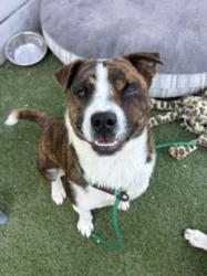 Shelter Stray Female Dog last seen , 11361 W Pico Blvd, Los Angeles, CA 90064, USA