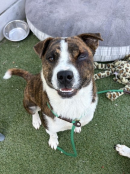 Shelter Stray Female Dog last seen , 11361 W Pico Blvd, Los Angeles, CA 90064, USA