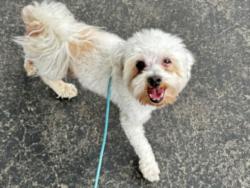 Shelter Stray Male Dog last seen , 11361 W Pico Blvd, Los Angeles, CA 90064, USA