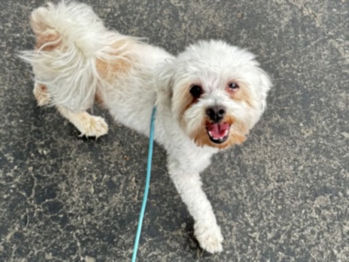 Shelter Stray Male Dog last seen , 11361 W Pico Blvd, Los Angeles, CA 90064, USA
