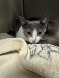 Shelter Stray Female Cat last seen , 11361 W Pico Blvd, Los Angeles, CA 90064, USA