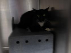 Shelter Stray Male Cat last seen , 11361 W Pico Blvd, Los Angeles, CA 90064, USA