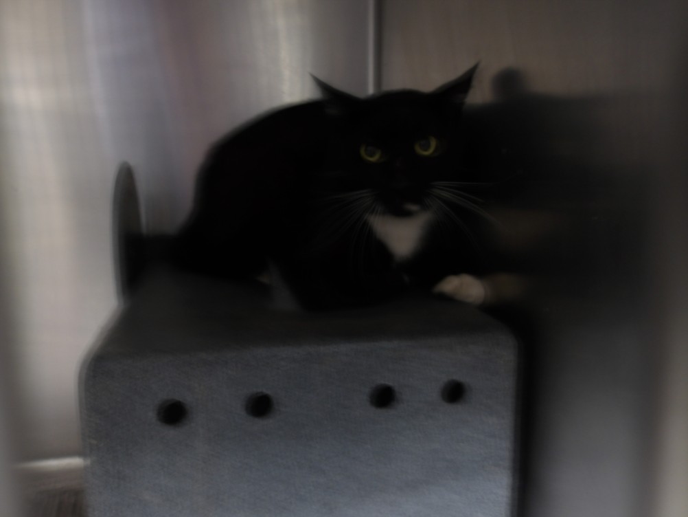 Shelter Stray Male Cat last seen , 11361 W Pico Blvd, Los Angeles, CA 90064, USA