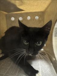 Shelter Stray Female Cat last seen , 11361 W Pico Blvd, Los Angeles, CA 90064, USA
