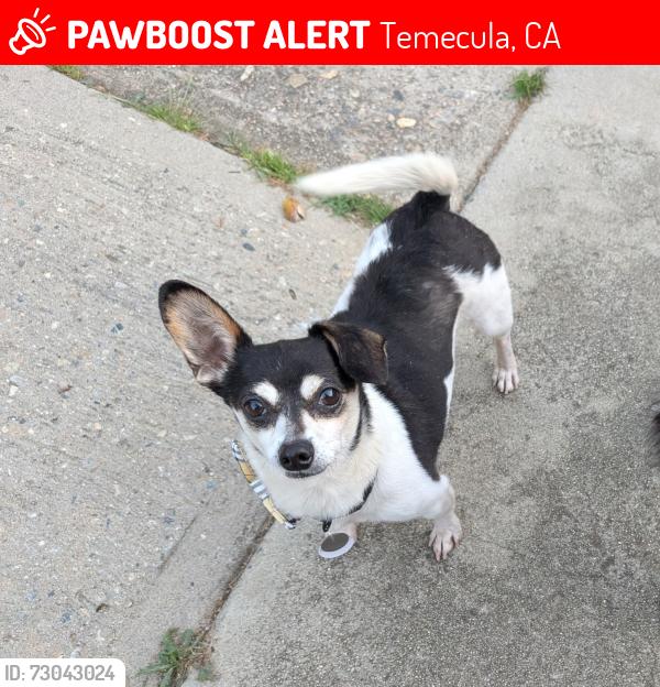 Deceased Male Dog last seen Ynez and Pauba, Temecula, CA 92592