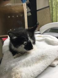 Shelter Stray Male Cat last seen Near BLOCK ARGUELLO DR, JURUPA VALLEY CA 91752, 6851 Van Buren Boulevard, Jurupa Valley, CA 92509, USA