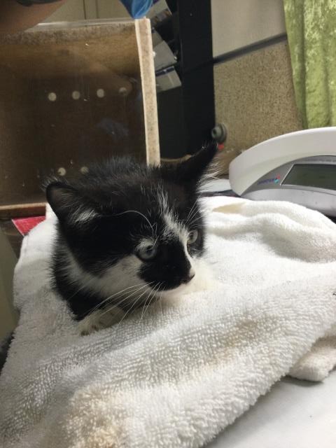 Shelter Stray Male Cat last seen Near BLOCK ARGUELLO DR, JURUPA VALLEY CA 91752, 6851 Van Buren Boulevard, Jurupa Valley, CA 92509, USA