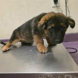Shelter Stray Male Dog last seen Near BLOCK BLCK ANAHEIM ST, LONG BEACH, CA, 90808, 7700 E Spring St, Long Beach, CA 90815, USA