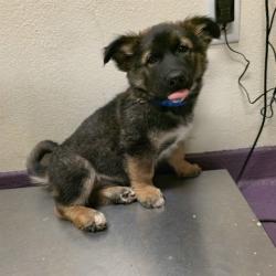 Shelter Stray Male Dog last seen Near BLOCK BLCK ANAHEIM ST, LONG BEACH, CA, 90808, 7700 E Spring St, Long Beach, CA 90815, USA