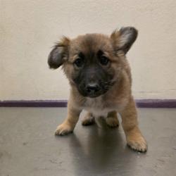 Shelter Stray Male Dog last seen Near BLOCK BLCK ANAHEIM ST, LONG BEACH, CA, 90808, 7700 E Spring St, Long Beach, CA 90815, USA
