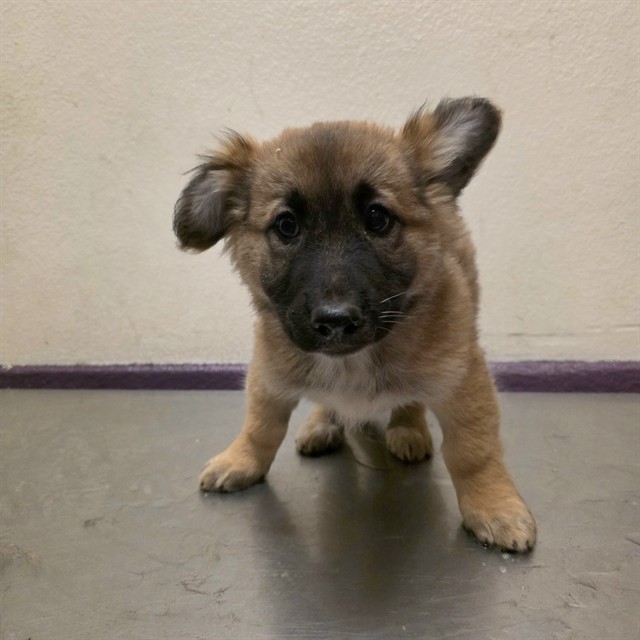 Shelter Stray Male Dog last seen Near BLOCK BLCK ANAHEIM ST, LONG BEACH, CA, 90808, 7700 E Spring St, Long Beach, CA 90815, USA