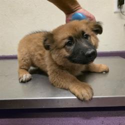 Shelter Stray Male Dog last seen Near BLOCK BLCK ANAHEIM ST, LONG BEACH, CA, 90808, 7700 E Spring St, Long Beach, CA 90815, USA