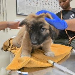 Shelter Stray Female Dog last seen Near BLOCK BLCK ANAHEIM ST, LONG BEACH, CA, 90808, 7700 E Spring St, Long Beach, CA 90815, USA