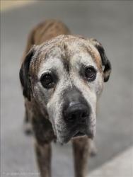 Shelter Stray Male Dog last seen , 3201 Lacy St, Los Angeles, CA 90031, USA