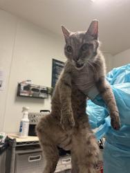 Shelter Stray Female Cat last seen Near BLOCK EL TEJON AVE, BAKERSFIELD CA 93308, 3951 Fruitvale Ave, Bakersfield, CA 93308, USA