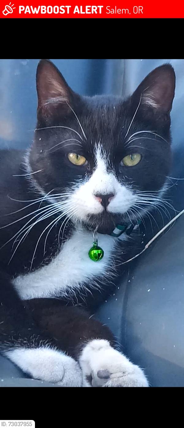 Lost Male Cat last seen Elma ct ne and Donalyn st ne cultasac, Salem, OR 97301