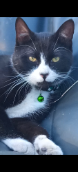 Lost Male Cat last seen Elma ct ne and Donalyn st ne cultasac, Salem, OR 97301