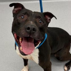 Shelter Stray Male Dog last seen Near, 2600 S Harding St, Indianapolis, IN 46221, USA