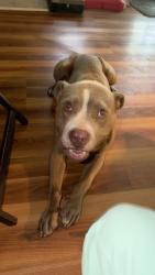 Found/Stray Male Dog last seen Stage and Coleman, Memphis, TN 38103