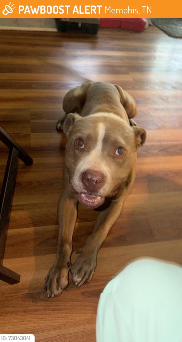 Found/Stray Male Dog last seen Stage and Coleman, Memphis, TN 38103