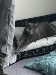 Lost Female Cat last seen David Cox rd, Charlotte, NC 28269