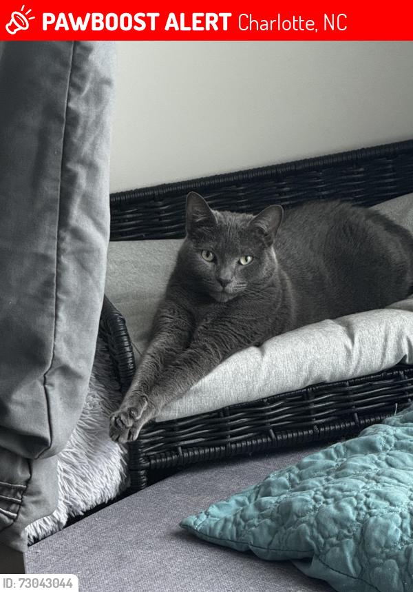 Lost Female Cat last seen David Cox rd, Charlotte, NC 28269