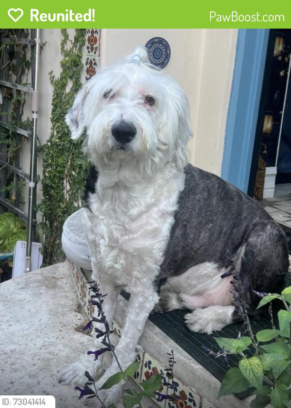 Reunited Male Dog last seen Figueroa , Los Angeles, CA 90042