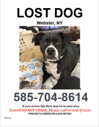 Reunited Male Dog last seen Last seeYardley Ct and Phillips Rd, Webster, NY 14580