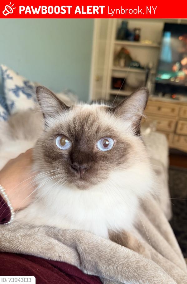 Lost Female Cat last seen Earle Ave and peninsula Blvd , Lynbrook, NY 11563