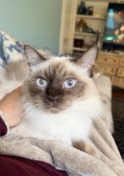 Lost Female Cat last seen Earle Ave and peninsula Blvd , Lynbrook, NY 11563