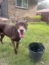Found/Stray Unknown Dog last seen Pecan Circle & Scenic Hills Dr, Bedford, TX 76021