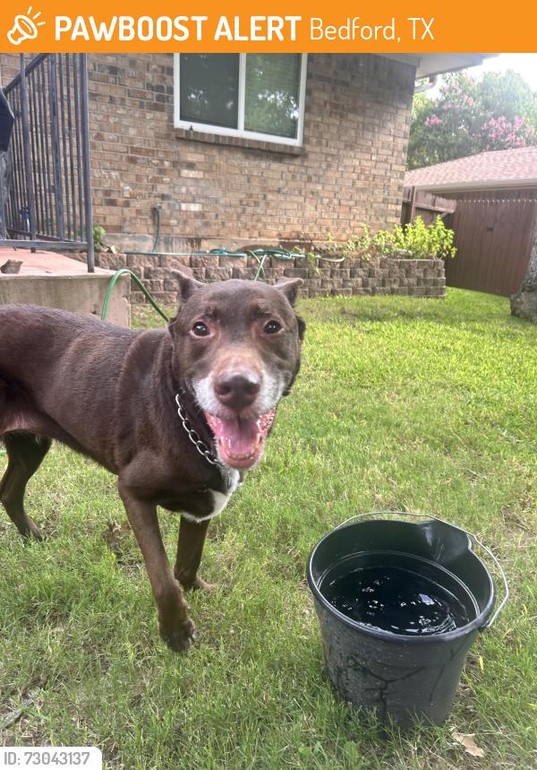 Found/Stray Unknown Dog last seen Pecan Circle & Scenic Hills Dr, Bedford, TX 76021