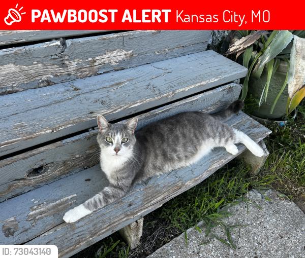 Lost Male Cat last seen Highland and 42nd St, Kansas City, MO 64110