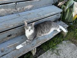 Lost Male Cat last seen Highland and 42nd St, Kansas City, MO 64110