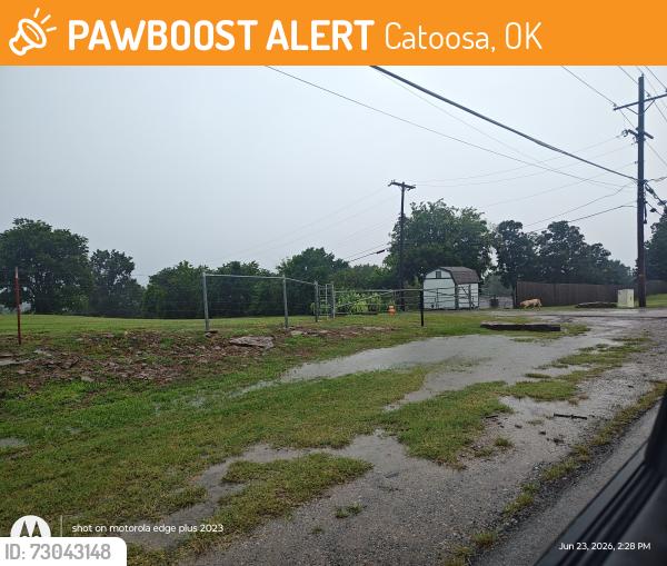 Found/Stray Unknown Dog last seen Near E Admiral Pl, Tulsa, OK 74116, Catoosa, OK 74015