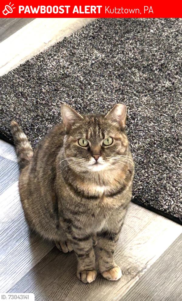 Lost Female Cat last seen Kutztown, Kutztown, PA 19530